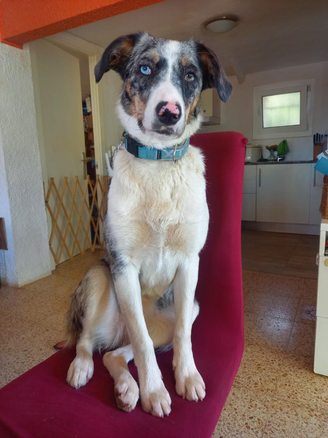 perro en silla